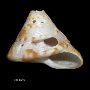 Calliostoma zizyphinus