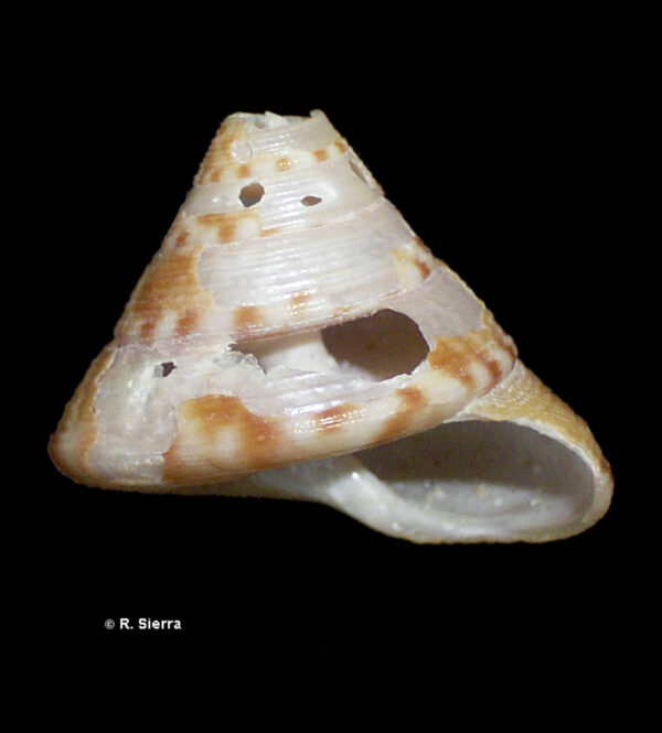 Calliostoma zizyphinus